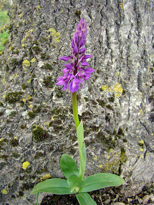 Orchis morio...e altre